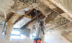 Best Emergency Mold Remediation  in Bluffton, IN